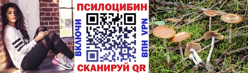 Купить закладки  Алейск  Псилоцибиновые грибы Psilocybe 